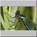 Calopteryx splendens - Gebaenderte Prachtlibelle m10b.jpg